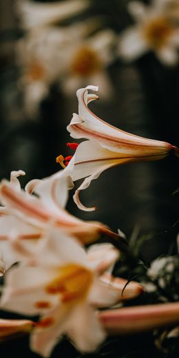 summer, lilies Wallpaper 720x1440