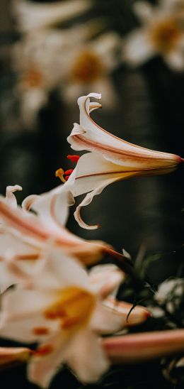 summer, lilies Wallpaper 1080x2280