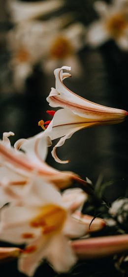 summer, lilies Wallpaper 1080x2340