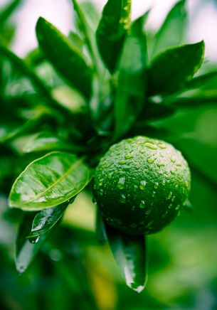 citrus fruit, orange Wallpaper 1668x2388