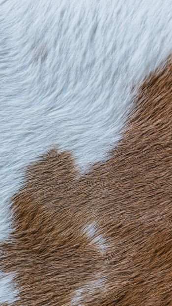 wool, background Wallpaper 640x1136