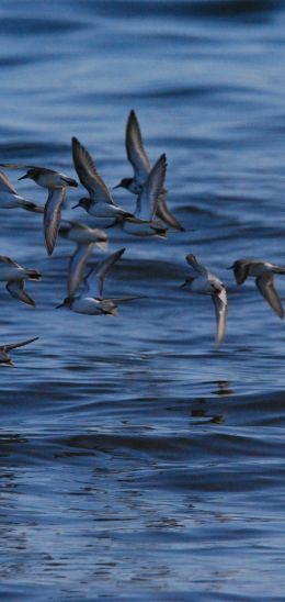 Biddeford Pool, Biddeford, Maine, USA Wallpaper 1080x2280