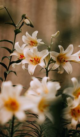 blooming lily Wallpaper 600x1024
