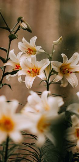 blooming lily Wallpaper 1440x2960