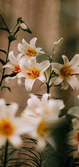 blooming lily Wallpaper 1440x3040