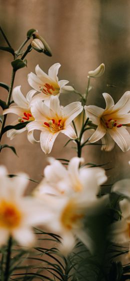 blooming lily Wallpaper 828x1792