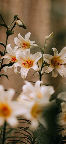 blooming lily Wallpaper 1080x2340