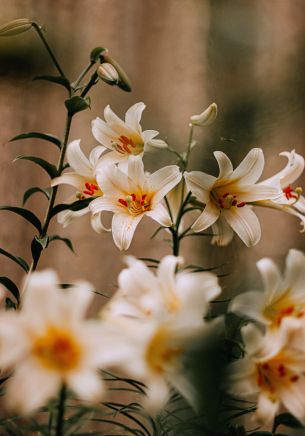 blooming lily Wallpaper 1668x2388