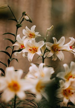 blooming lily Wallpaper 1640x2360