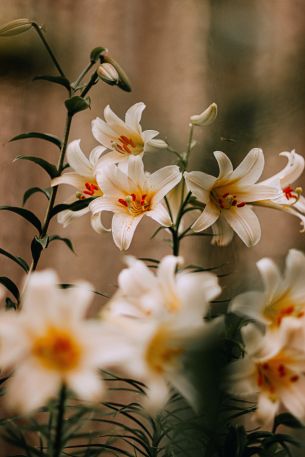 blooming lily Wallpaper 640x960