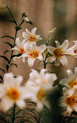 blooming lily Wallpaper 1752x2800