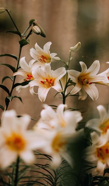blooming lily Wallpaper 600x1024
