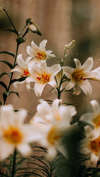 blooming lily Wallpaper 640x1136