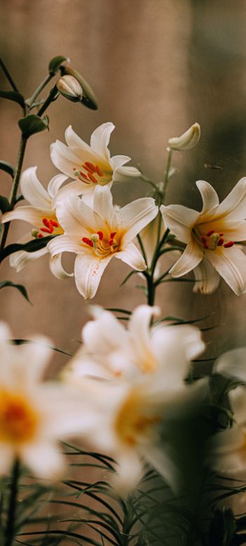 blooming lily Wallpaper 1080x2400
