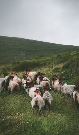 flock of sheep, pasture Wallpaper 600x1024