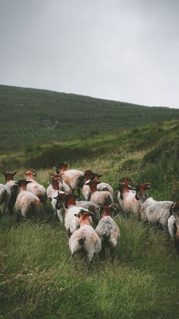 flock of sheep, pasture Wallpaper 1440x2560