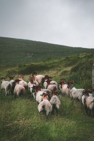 flock of sheep, pasture Wallpaper 4016x6016