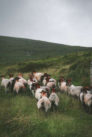 flock of sheep, pasture Wallpaper 640x960