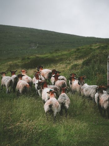 flock of sheep, pasture Wallpaper 2048x2732