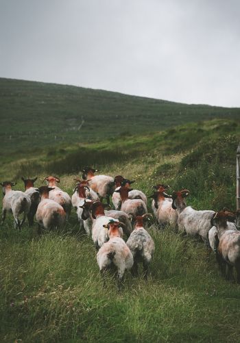 flock of sheep, pasture Wallpaper 1668x2388