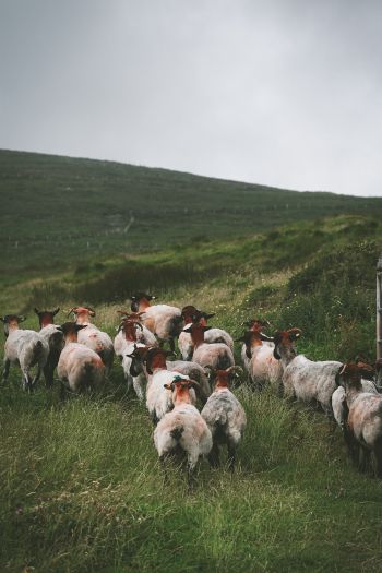 flock of sheep, pasture Wallpaper 640x960