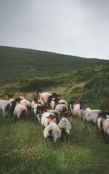 flock of sheep, pasture Wallpaper 1752x2800