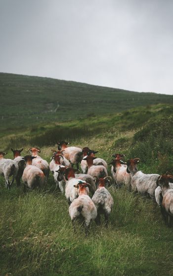 flock of sheep, pasture Wallpaper 1200x1920