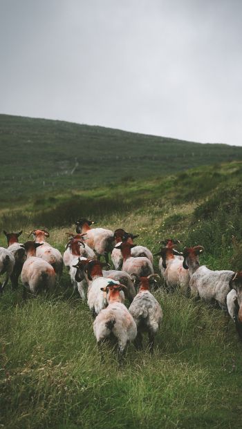 flock of sheep, pasture Wallpaper 640x1136