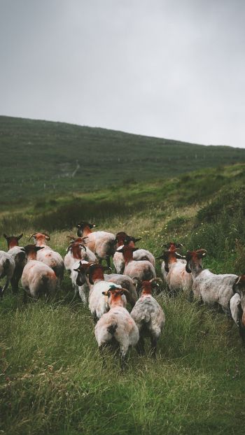 flock of sheep, pasture Wallpaper 2160x3840