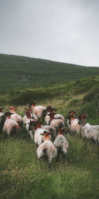 flock of sheep, pasture Wallpaper 720x1440