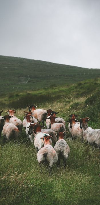 flock of sheep, pasture Wallpaper 1080x2220