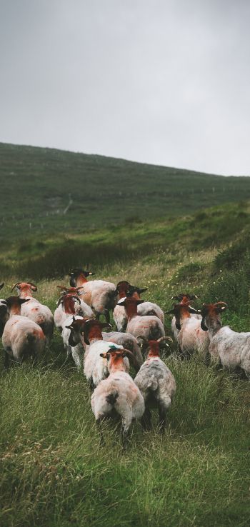 flock of sheep, pasture Wallpaper 1440x3040