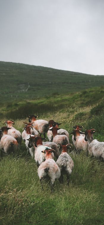 flock of sheep, pasture Wallpaper 1170x2532