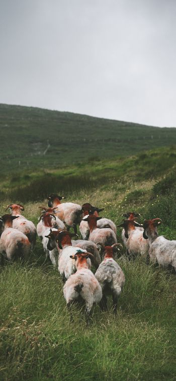 flock of sheep, pasture Wallpaper 1080x2340