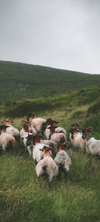 flock of sheep, pasture Wallpaper 720x1600