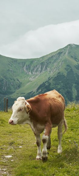 Alps, mountains, cow Wallpaper 1080x2400