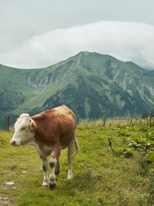 Alps, mountains, cow Wallpaper 3750x5000