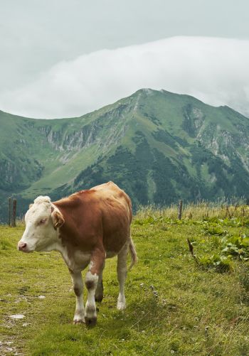 Alps, mountains, cow Wallpaper 1668x2388