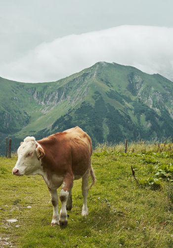 Alps, mountains, cow Wallpaper 1640x2360