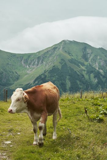 Alps, mountains, cow Wallpaper 640x960