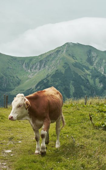 Alps, mountains, cow Wallpaper 1752x2800