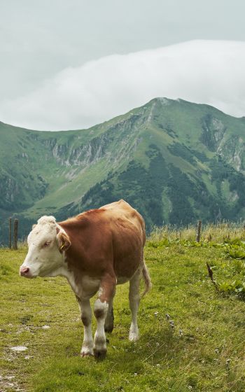 Alps, mountains, cow Wallpaper 800x1280