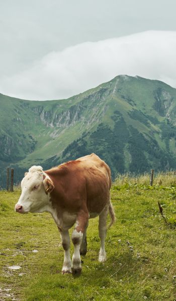 Alps, mountains, cow Wallpaper 600x1024