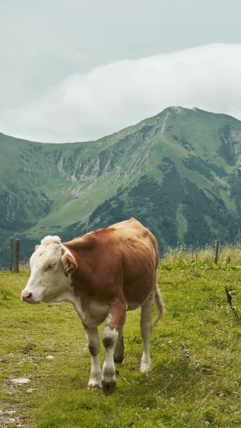 Обои 640x1136 Альпы, горы, корова