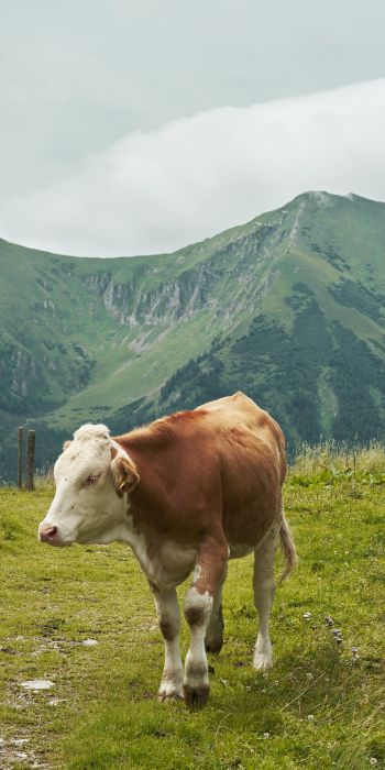 Alps, mountains, cow Wallpaper 720x1440