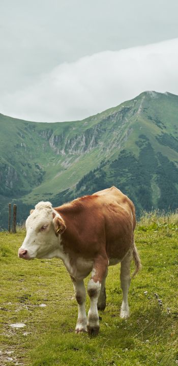 Alps, mountains, cow Wallpaper 1440x2960