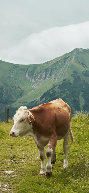 Alps, mountains, cow Wallpaper 828x1792