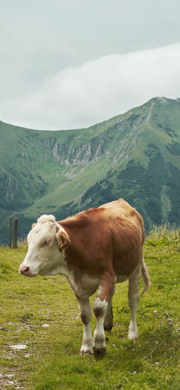 Alps, mountains, cow Wallpaper 1080x2340