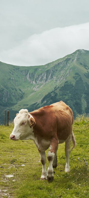 Alps, mountains, cow Wallpaper 1440x3200