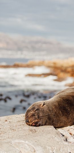 South Africa, wild seal Wallpaper 1440x2960